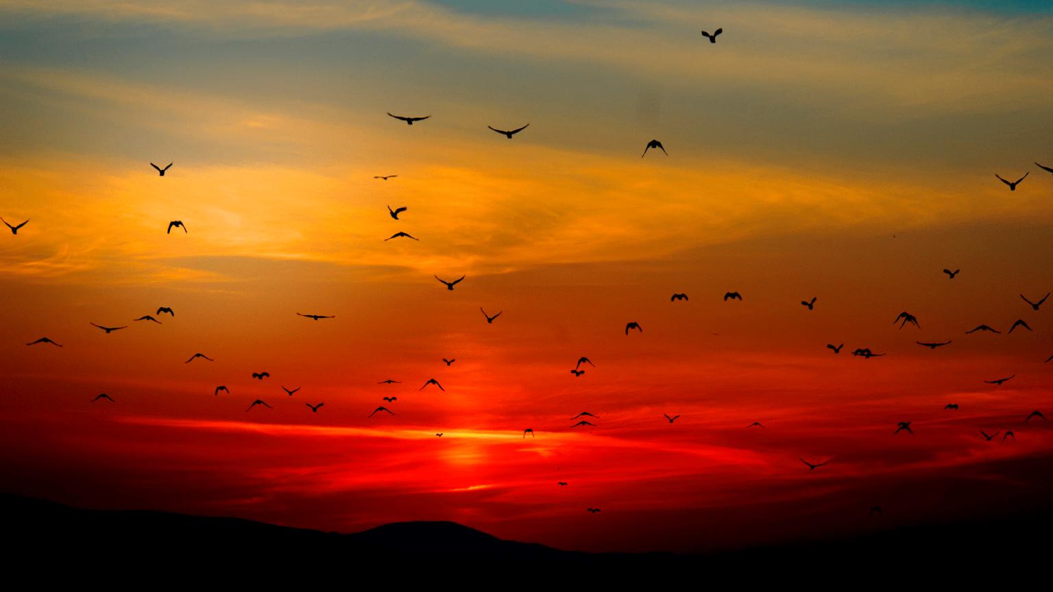 hunting-upland-game-birds-spanishoakhuntclub